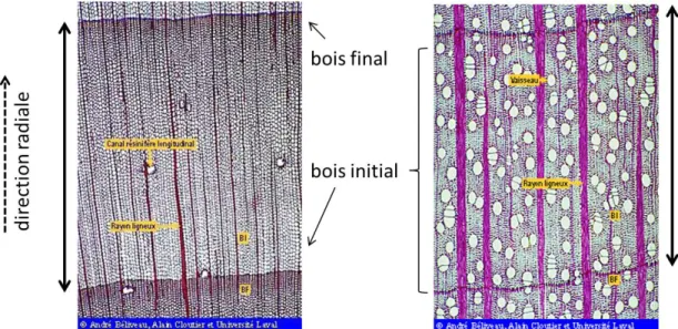 Figure 1.2 : Coupe transversale de cellules microtomées montrant les cernes annuels pour l’épinette (à gauche) et l’érable à sucre (à droite) [adaptée de Alain Cloutier,  Ana-tomie et structure du bois, Université Laval].