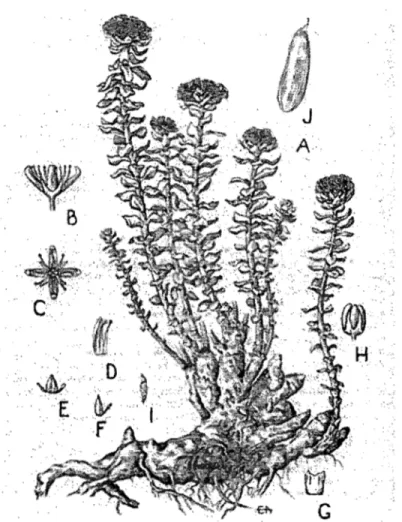 Figure  2  :  Croquis  d'un  plant  de  Rhodiola  rosea  provenant  du  Mont  Horrid,  Rochester  (Windsor  Co.,  Vermont)  A- Vue  d'ensemble;  B- Fleur  vue  de  côté;  C- Fleur  vue  aérienne;   D-Pétales et deux étamines;  E- Carpelles; F- Carpelle et 