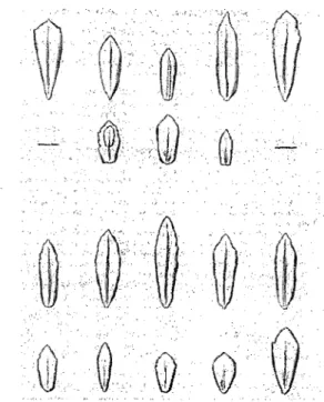 Figure  3  : Diversité  des  formes  et marges  de  feuilles  de  Rhodiola rosea  observées par  Clausen (1975)  sur des plants en nature  (ligne  1 et 3) et après un  an  en  culture  (ligne 2  et  4)