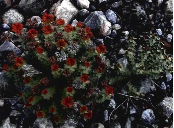 Figure 4  : Vue aérienne de la  fin  de  floraison du plant mâle (à droite) et de  la  fructification  femelle  (à  gauche) de  Rhodiola rosea  à  Kangirsualujjuaq  (Nunavik, Qc)