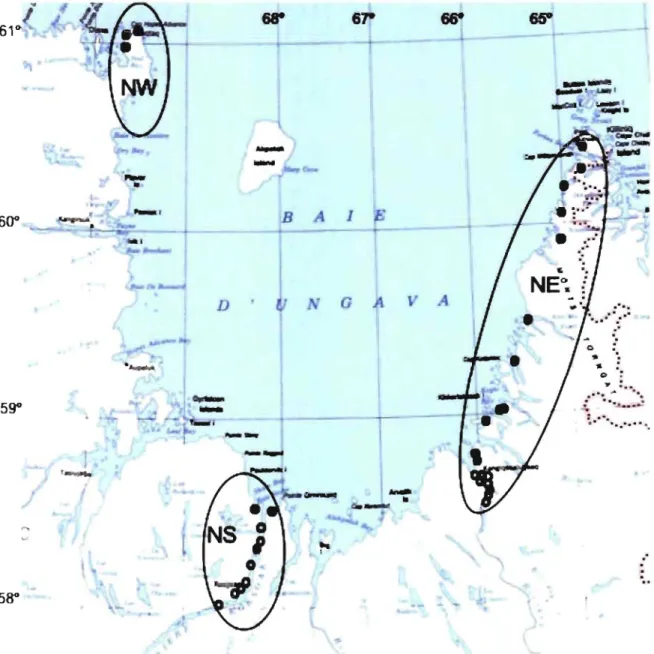 Figure  6b:  Detailed  sampling  of  Rhodiola  rosea  along  the  shore  of  Ungava  Bay,  Nunavik,  Quebec