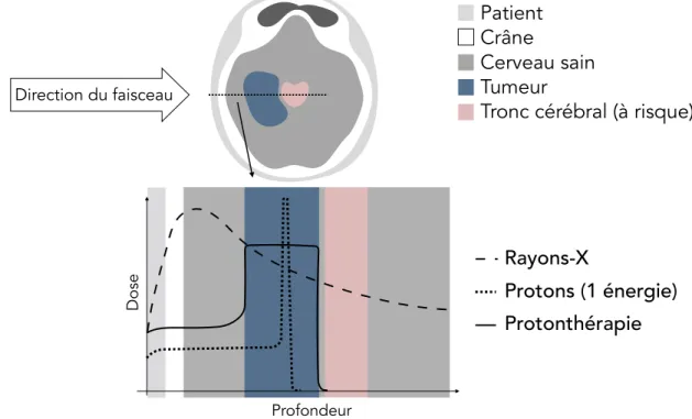 Figure 1.1.1. Représentation schématique de la dose absorbée en fonction de la profon- profon-deur pour des faisceaux de rayons X, de protons et de protonthérapie (faisceaux de protons modulés en énergie)