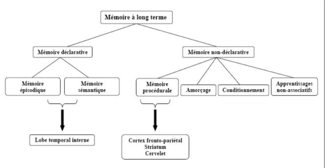 Figure 1. Modèle de mémoire à long-terme (adapté de Squire et Zola, 1996) 