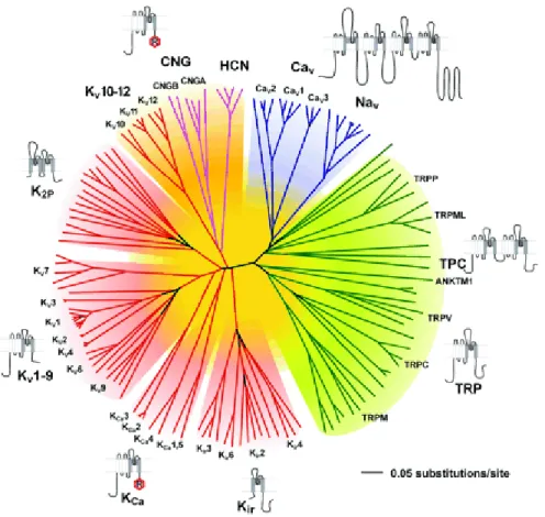 Figure 1.2. Arbre phylogénique des canaux ioniques principaux chez l’hu- l’hu-main. On y voit les canaux potassiques (rouge), les canaux sodiques (bleu), les canaux HCN et CNG (mauve) et les canaux mécano-sensitif (TRP, en vert)