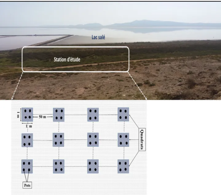 Figure 7. Le design expérimental adopté dans les quatre stations d’étude. 