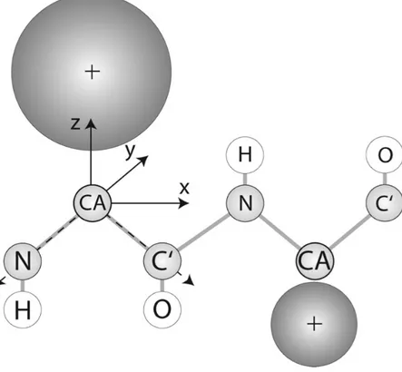 Figure 2.1: Représentation gros-grain du potentiel OPEP. Chaque chaîne latérale est representée par une bille (en gris foncé) dont la distance du centroïde par rapport aux atomes lourds (N, C α et C) et le rayon de van der Waals sont différents pour chaque