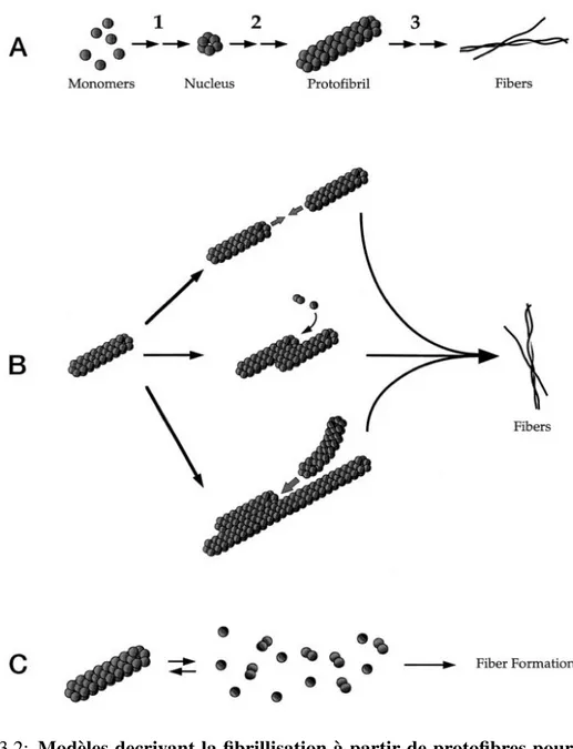 Figure 3.2: Modèles decrivant la fibrillisation à partir de protofibres pour la pro- pro-téine Aβ (Walsh et al., 1997)