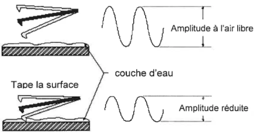 Fig. 1.13 : Amplitude d’oscillation du cantilevier à l’air libre (pas de contact avec la surface) et lorsque l’acquisition de l’image se fait pour le mode de contact intermittent (www.veeco .com).