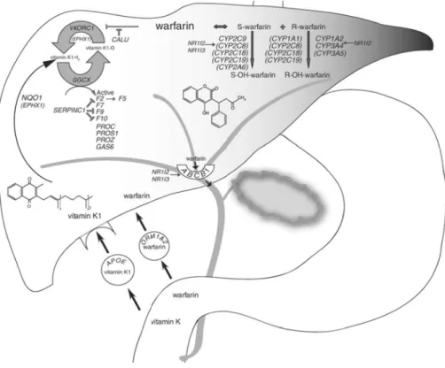 Figure 1 : M de la warfarin La warfarine stéréosélect mère S qu ièrement par t le CYP3A 1) [6]