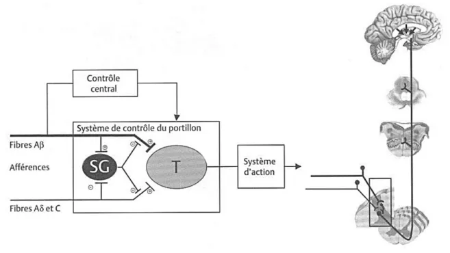 Figure 4 : La stimulation des fibres A-β provoque le recrutement d’interneurones inhibiteurs dans la  substance  gélatineuse  (SG)