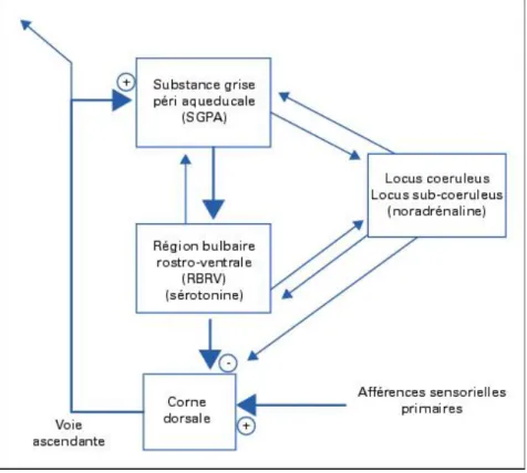 Figure 5 : Boucle de rétroaction négative spinobulbospinale sous-tendant un système analgésique en- en-dogène mis en jeu par des stimulations nociceptives (Adapté de Basbaum and Fields, 1984)