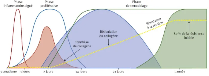 Figure 3 : Profil temporel des phases de la réparation cutanée. 
