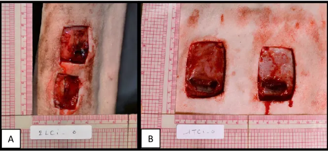 Figure  4:  Wound  model  for  in  vivo  experiment.  A,  distal  limb,  B,  thorax,  showing  muscular  tunneling along the distal border