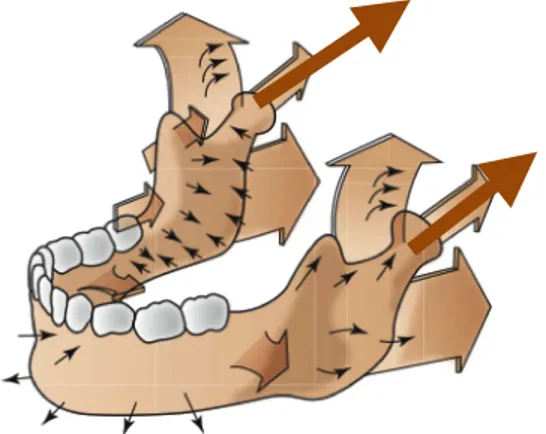 Figure   13   :   Directions   de   croissance   de   la   mandibule       