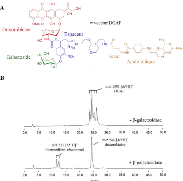 Figure  15. (A) Structure du vecteur DGA F, composé d’un ligand de ciblage (acide folique, en  orange),  d’un  agent  anticancéreux  (doxorubicine,  en  rouge)  et  d’une  gâchette  enzymatique  (galactoside,  en  vert)