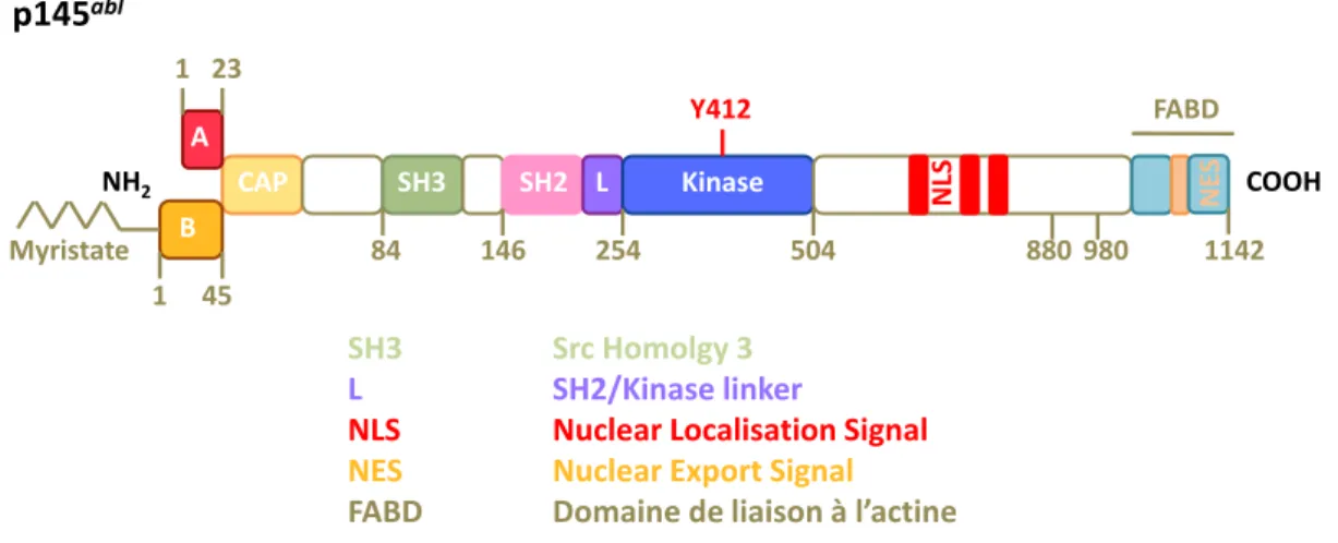 Figure  I.4.  La  structure  en  domaines  de  la  protéine  p145 abl .  La  protéine  p145 abl  contient  plusieurs  domaines structuraux importants