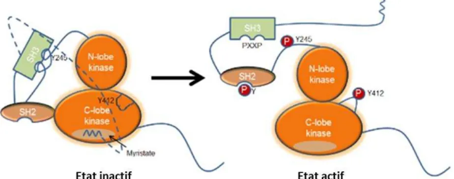 Figure  I.5.  Rep se tatio  de l’ tat i a tif  conformation  fermée  et de l’ tat a tif  (conformation  ouverte)  de  la  kinase  c-Abl