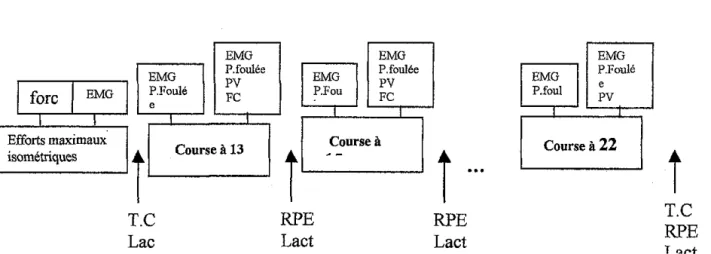 Figure  V  .3  - Protocole expérimental 