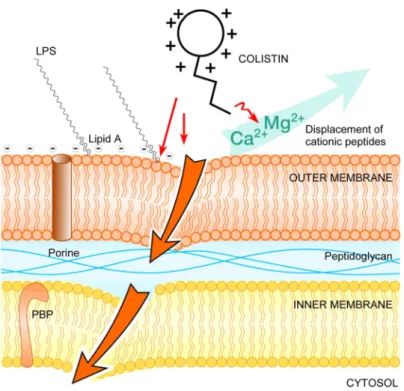 Figure 9 – Action de la colistine sur la membrane bactérienne (Martis  et al.  2014) 