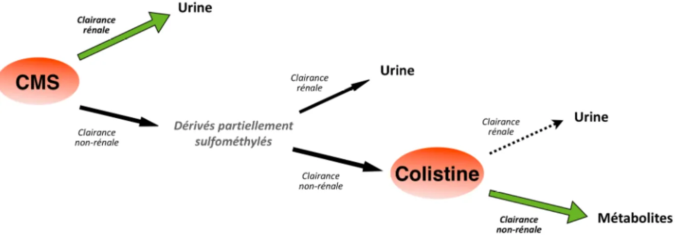 Figure 10 – Représentation schématique de la dégradation du CMS en colistine adaptée  de Li  et al