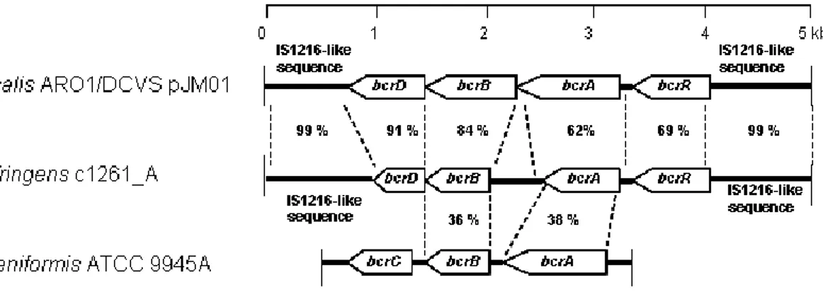 Figure 1. Comparison between the C. perfringens bcrABDR genes, the E. faecalis   bcrABD operon and the B