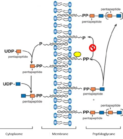 Figure 1 : Mécanisme d’action de la bacitracine. 