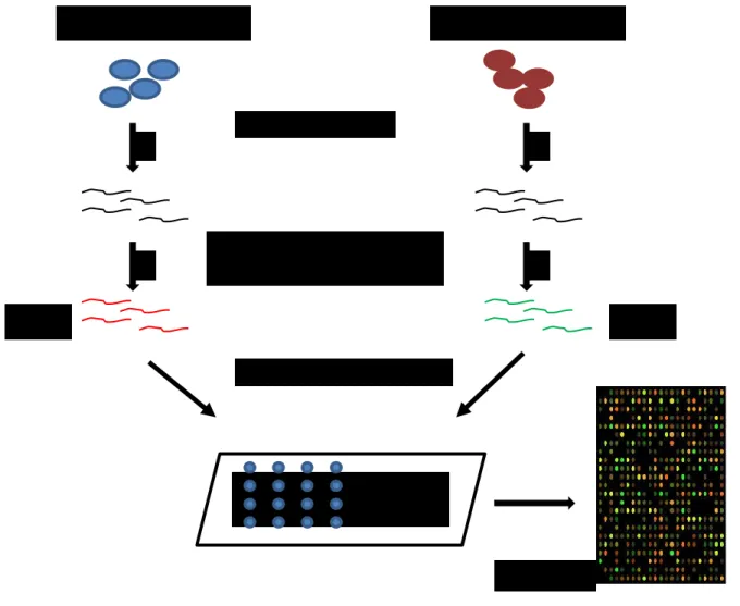 Figure 4 : Analyse transcriptionnelle par puce à ADN. 