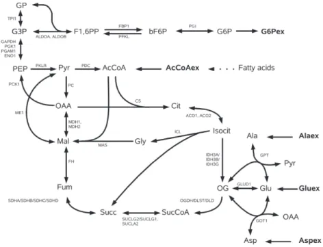 Figure 2.2 – Réseau métabolique de l’humain provenant de [36]. Les sommets représentent des métabolites et les arcs représentent des réactions.