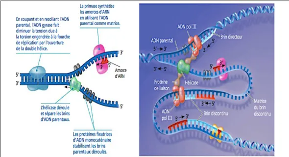 Figure 8 : Illustrations simplifiées des interactions entre les enzymes du complexe de réplication et l’ADN