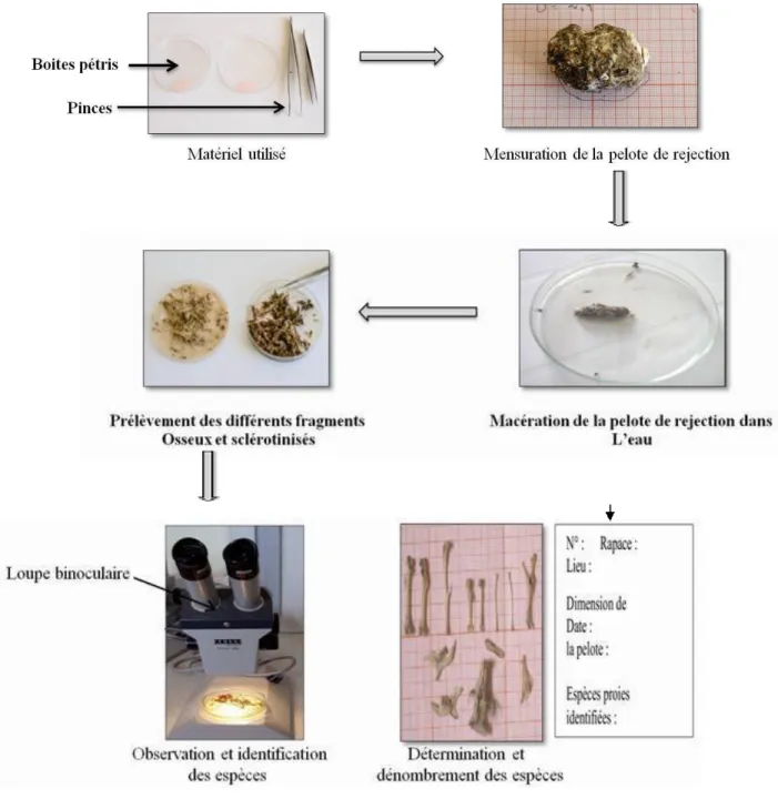 Figure 07 : Etapes de décortication et d’analyse des pelotes de rejection. 