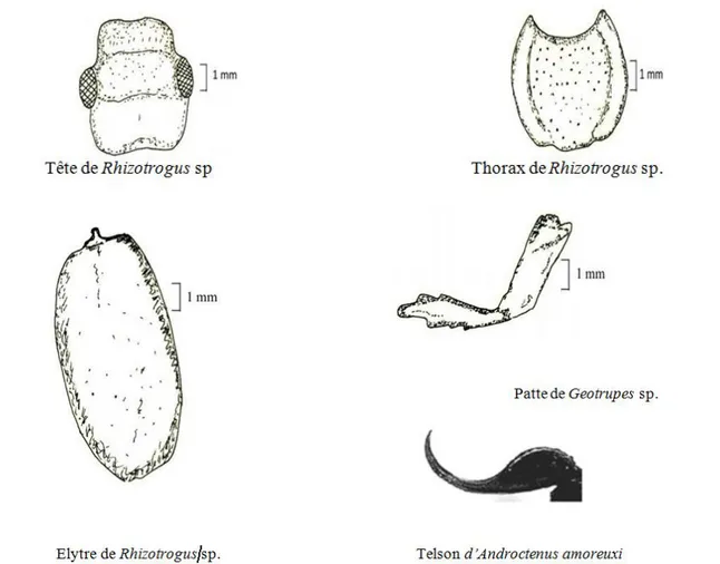 Figure N 0  09: Schéma des différentes parties osseuses des reptiles-proies des rapaces  nocturnes MAHDA (2008) 
