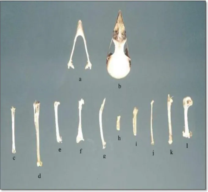 Figure 10: Différents types d’ossements d’un passereau 