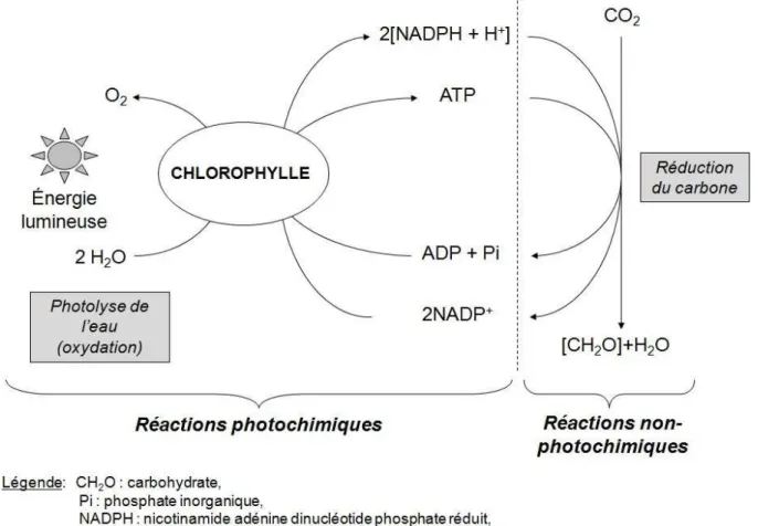 Figure  4  :  Schéma  des  réactions  photochimiques  et  non-photochimiques  de  la  photosynthèse (d’après Mazliak (Mazliak, 1974))