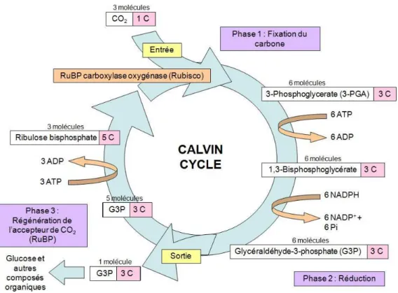 Figure  5  :  Principales  étapes  du  cycle  de  réduction  du  carbone  (cycle  de  Calvin,  d’après  Mazliak (Mazliak, 1974))
