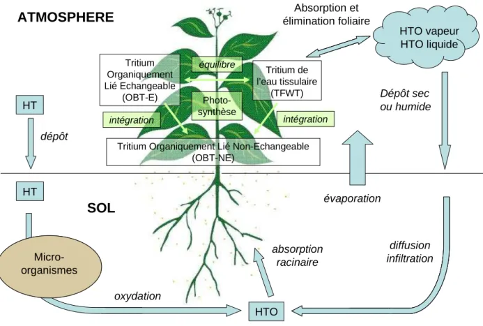 Figure 6 : Schéma général des transferts du tritium de l'environnement à la végétation