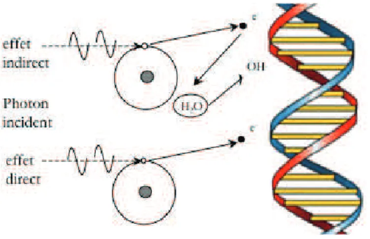 Figure 1 : Lésions de l’ADN par effets direct et indirect faisant intervenir les produits de la radiolyse de l’eau 