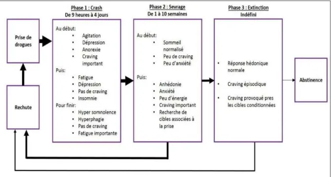 Figure 2 : Représentation des symptômes accompagnant les différentes phases d'abstinences à la cocaïne   (Adapté de Gawin, 1991)