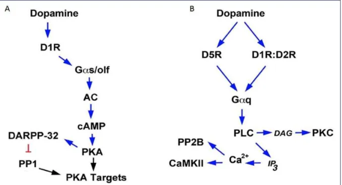 Figure 5 : Cascade de signalisation induite par la famille des récepteurs D1. (A à‘ gulatio àdeàlaà oieàGα s /AMPc/PKA par les  récepteurs dopaminergiques de la famille D1