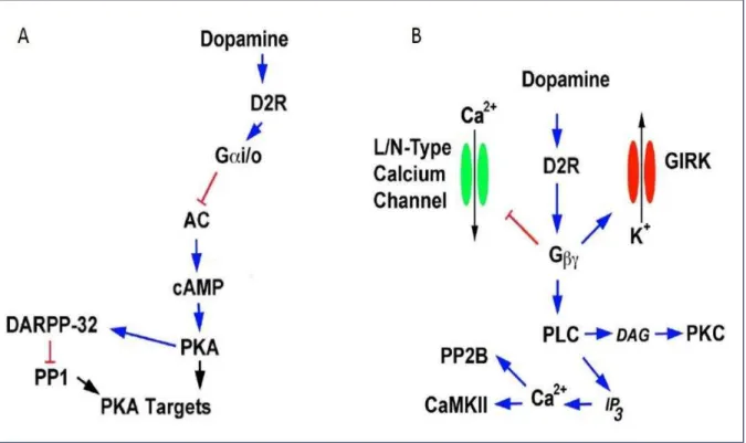 Figure 6 : Cascade de signalisation induite par la famille des récepteurs D2. (A à‘ gulatio àdeàlaà oieàGα i /AMPc/PKA par  les récepteurs dopaminergiques de la famille D2