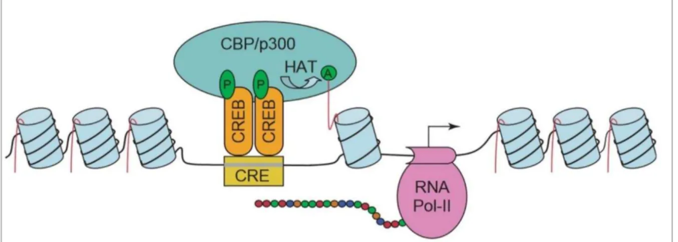Figure 8 : Schéma simplifié des évènements conduisant à la régulation de la transcription par la phosphorylation de CREB