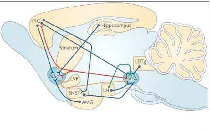 Figure 9 : Schéma simplifié du circuit dopaminergique mésocorticolimbique. Les neurones dopaminergiques (rouge) issus  deàl ai eàteg e taleà e t aleàp ojette tà e sàleà o auàa u e sà Ná àetàleà o te àp f o tal.àCesà eu o esàso tàeu à même  contrôlés  par  