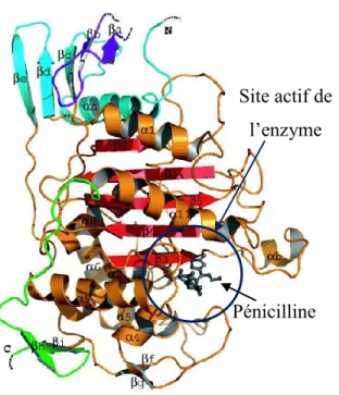 Figure  2:  Schéma  de  l’action  des  pénicillines  se  liant  au  site  de  transpeptidation  d’une  PBP  inactivant  ainsi  l’enzyme