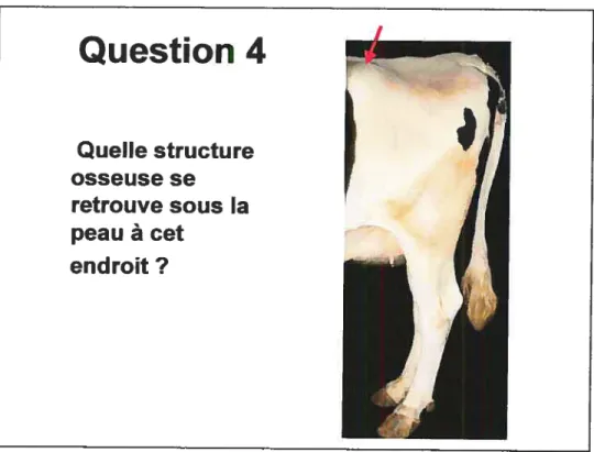 Figure 4: Question du test sur les bovins vivants