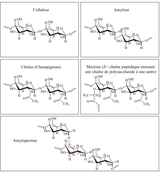 Figure 2 : Structures de quelques polysaccharides  I.2.1. 3. Polysaccharides présents dans les sphaignes  