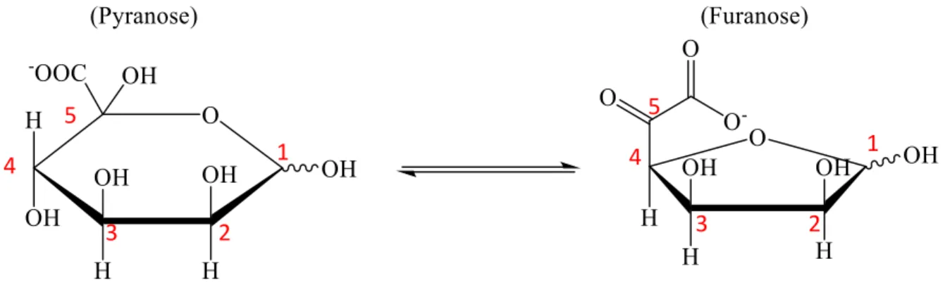 Figure 3 : Acide céto-D-mannuronique dans ces deux formes pyranose et furanose  Le 5-KMA est présent dans les sphagnanes sous deux formes isomériques  (pyranose  et  furanose ;  Figure  3)