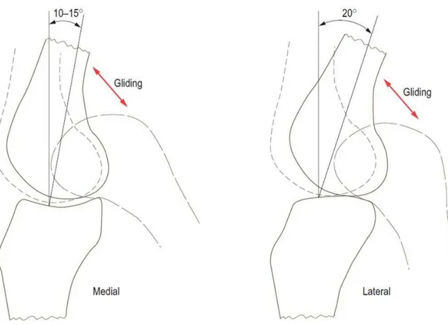 Figure 14 Roulement puis glissement des condyles fémoraux (Médial et latéral) lors des mouvements de flexion- flexion-extension de l’articulation fémoro -tibiale