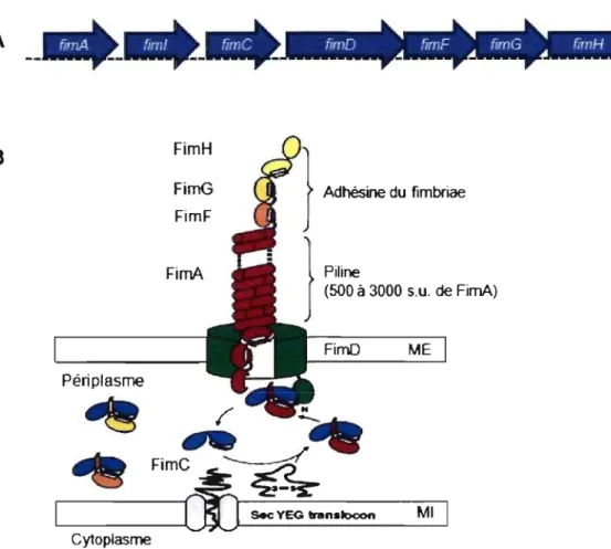 Figure  2.  Unité  transcriptionnelle  et  schématisation  du  fimbriae  de  type  1  [Figure  tirée  de  la  réf