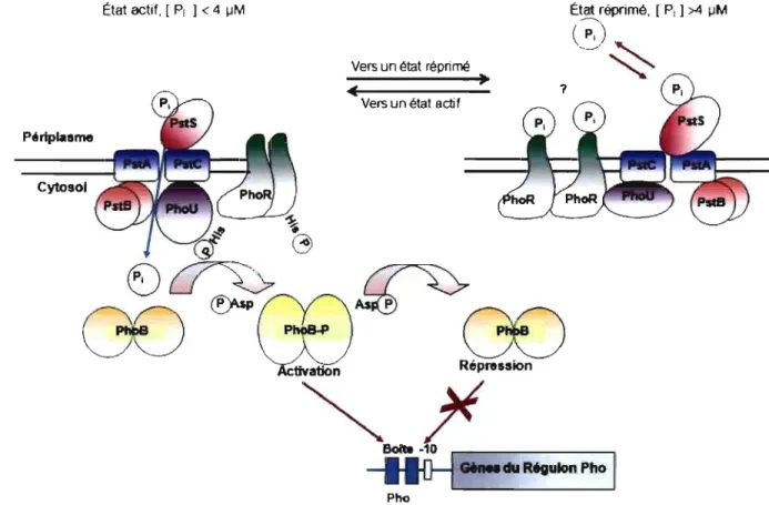 Figure  4.  Contrôle  transcrtptionnel  du  régulon  Pho  et  transduction  transmembranaire  du  signal  par  le  phosphate  inorganique  (PI)  environnemental,  adapté  de  Lamarche  et  al