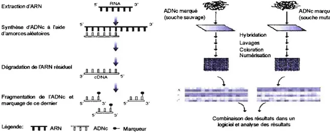 Figure  6.  Schématisation  de  l'approche  expérimentale  employée  dans  l'utilisation  de  la  technologie  des  biopuces  à  ADN  (adapté  du  manuel  Prokaryotie  Sample  and  Array  Processlng  d'Affymetrix