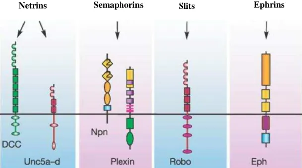 Figure 10. Four conserved families of axon guidance molecules. Ephrins bind to their  Eph receptors, netrins bind to DCC and UNC5 receptors, semaphorins bind to plexin and  neuropilin  receptors  and  Slits  bind  to  Robo  receptors  (Modified  from  Carm